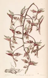 Gongora bufonia